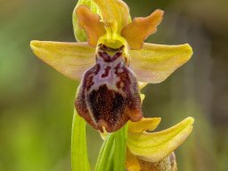 Ophrys_passionis-min